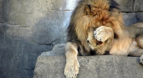 Lionhead ����� ���� �� ������